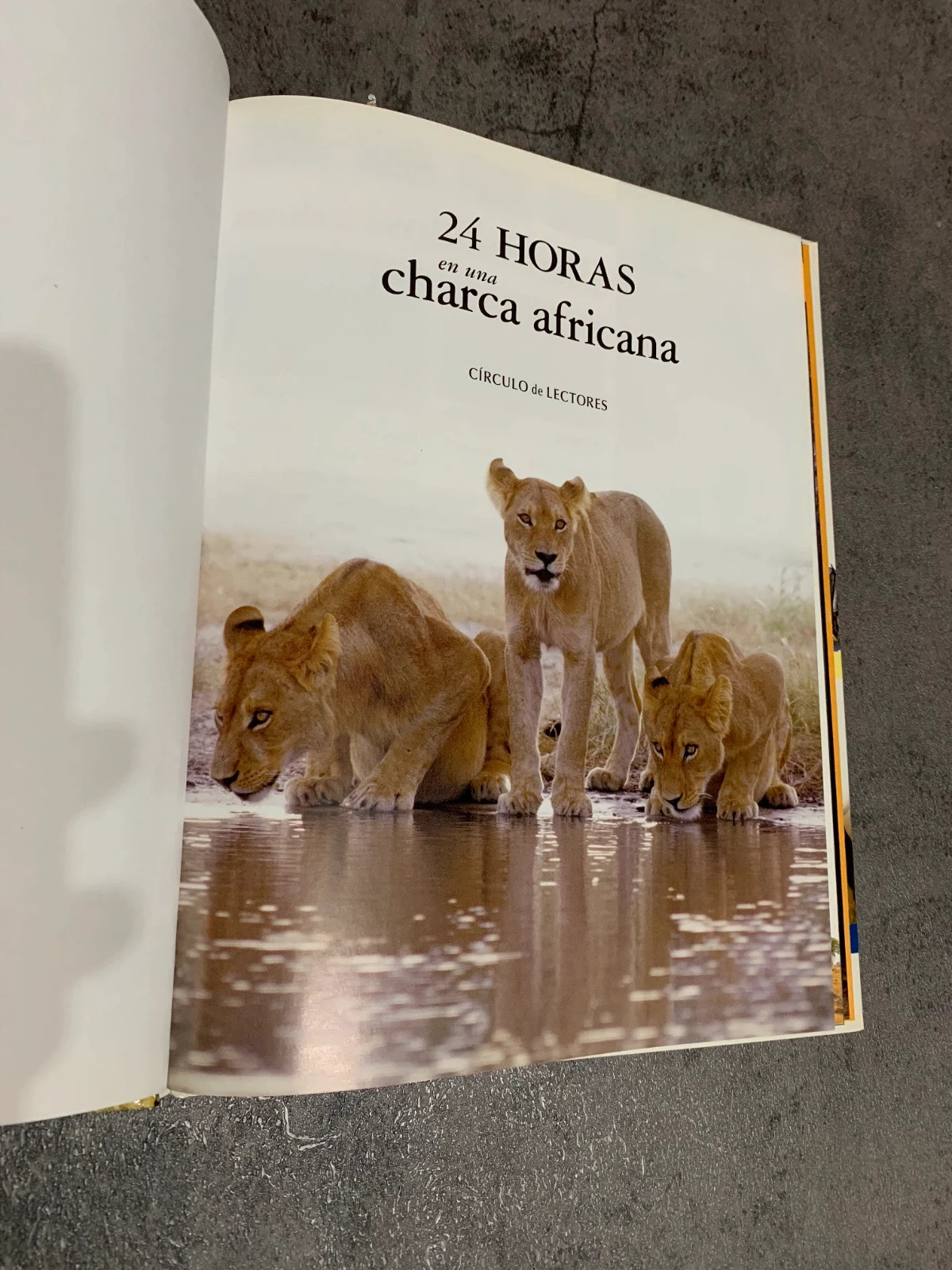 Libro 24 horas en una Charca Africana | Circulo de Lectores 4