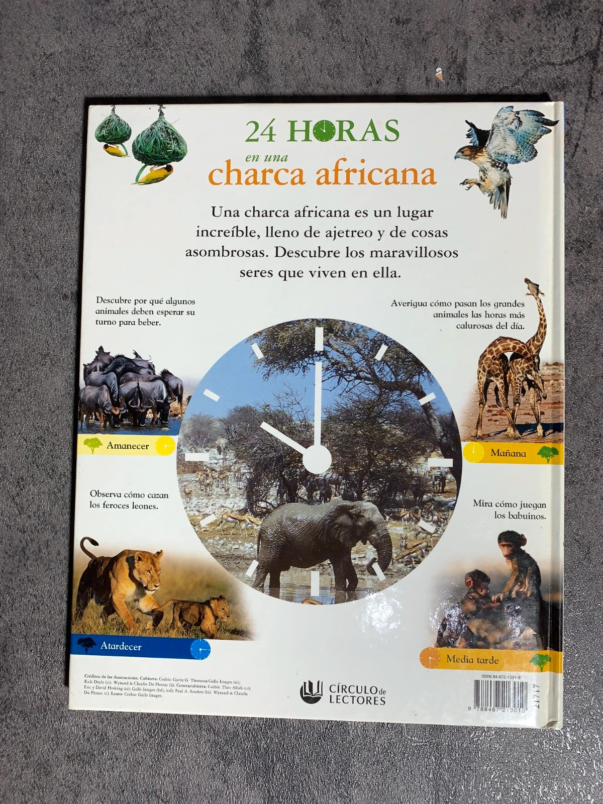 Libro 24 horas en una Charca Africana | Circulo de Lectores 3
