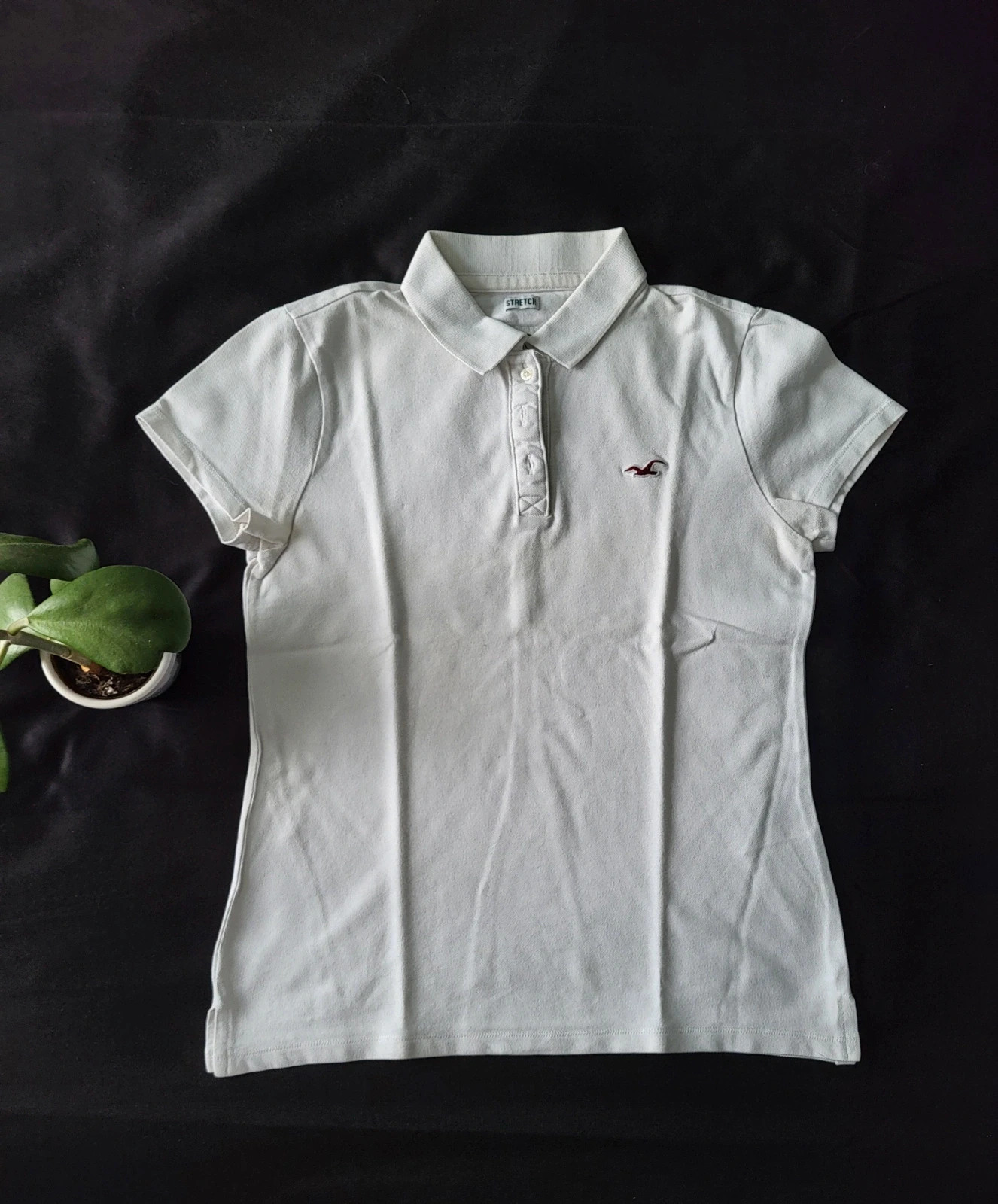 Polo Hollister
