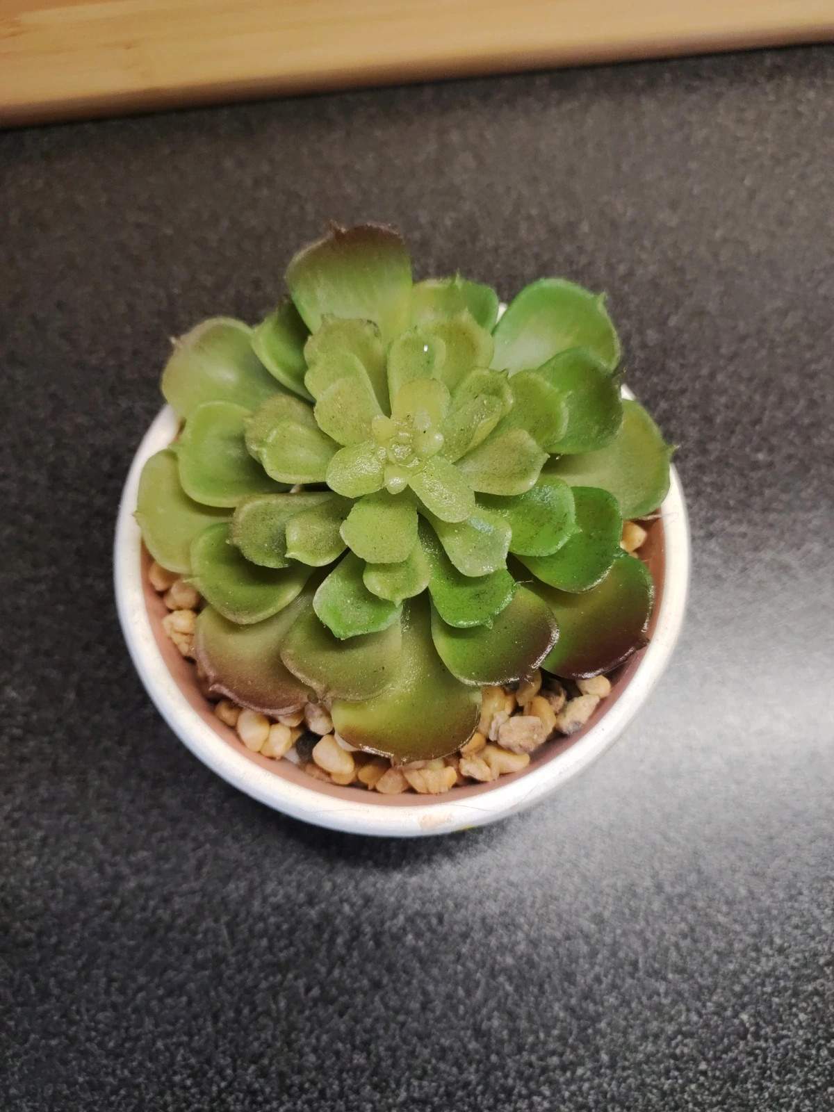 Fausse plante 2