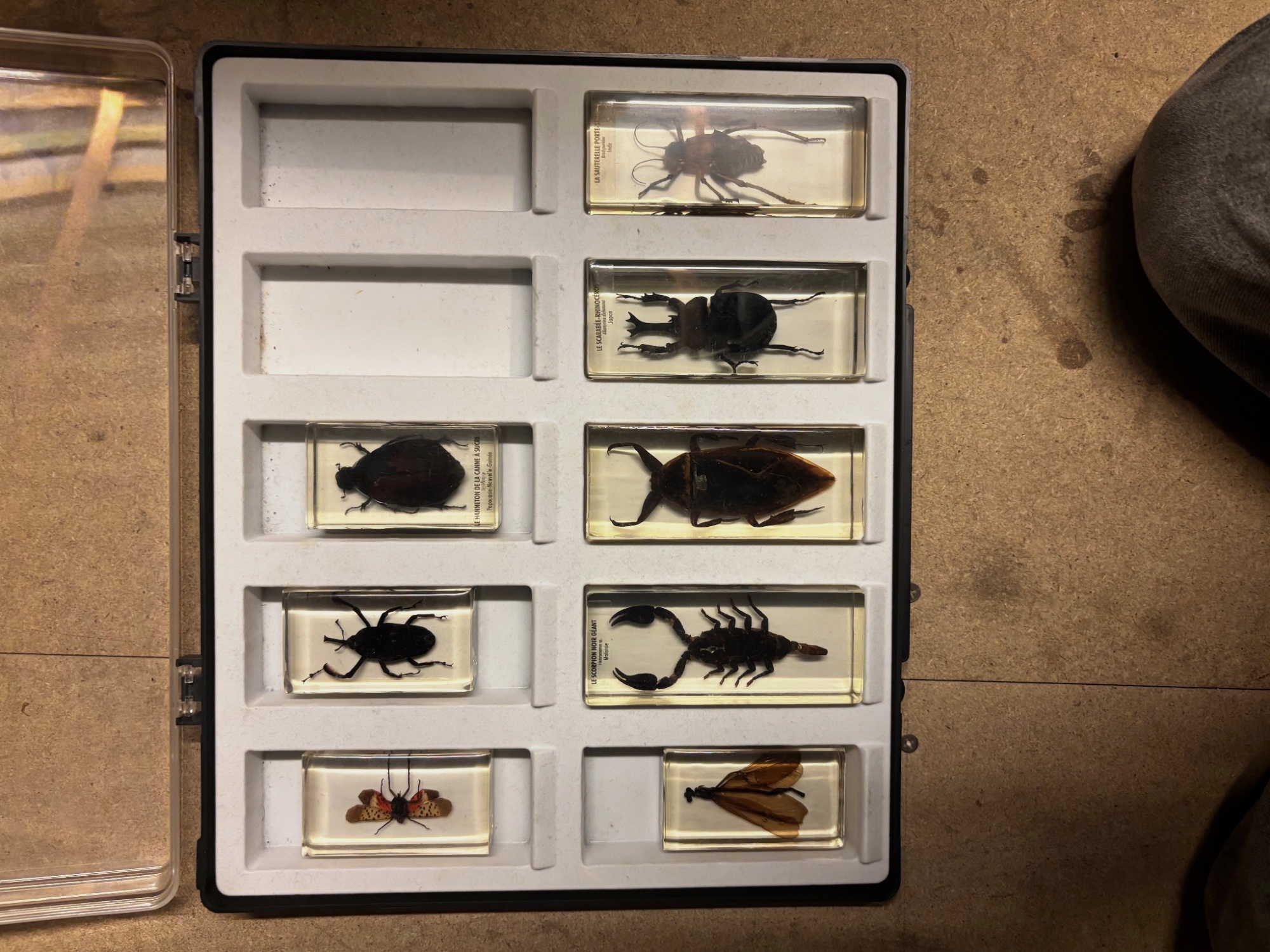 Insectes sous résine 