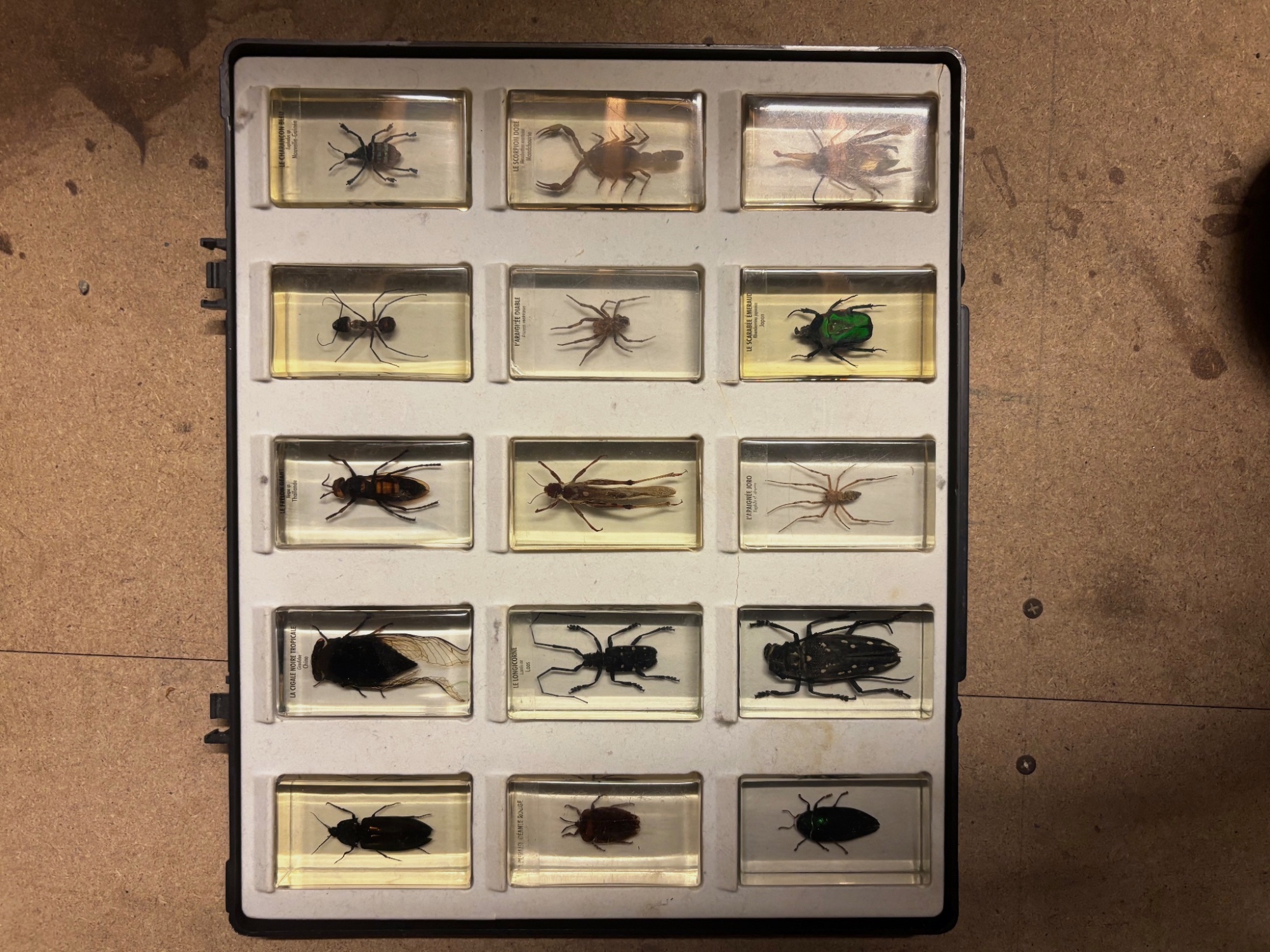 Insectes sous résine 
