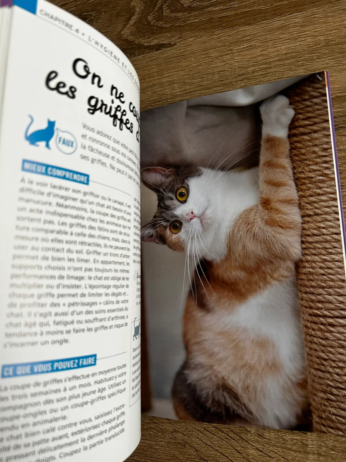 100 idées fausses sur votre chat 2