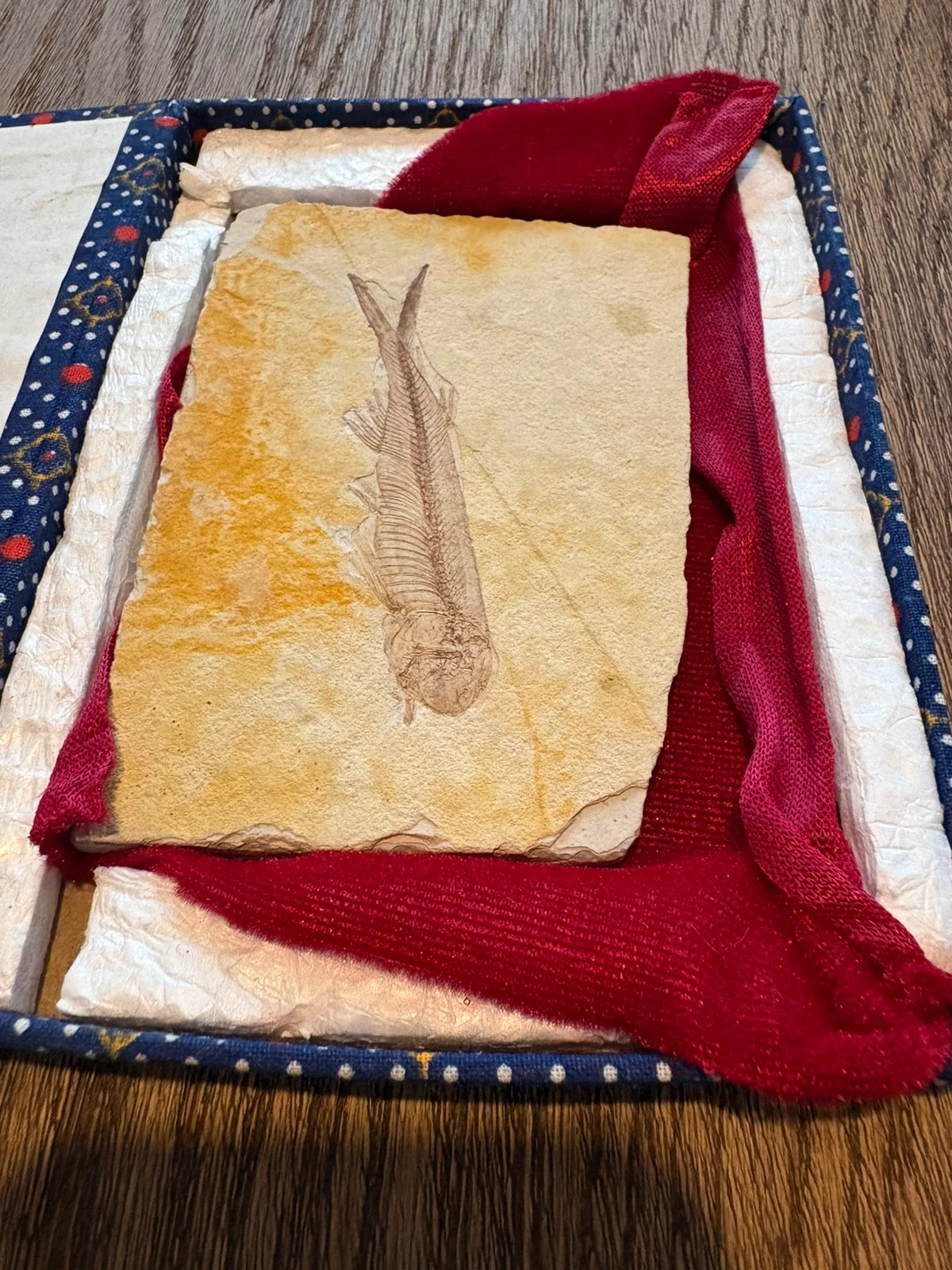 Fish fossil liaoxi china 150.000000 years ago – Fossil 3