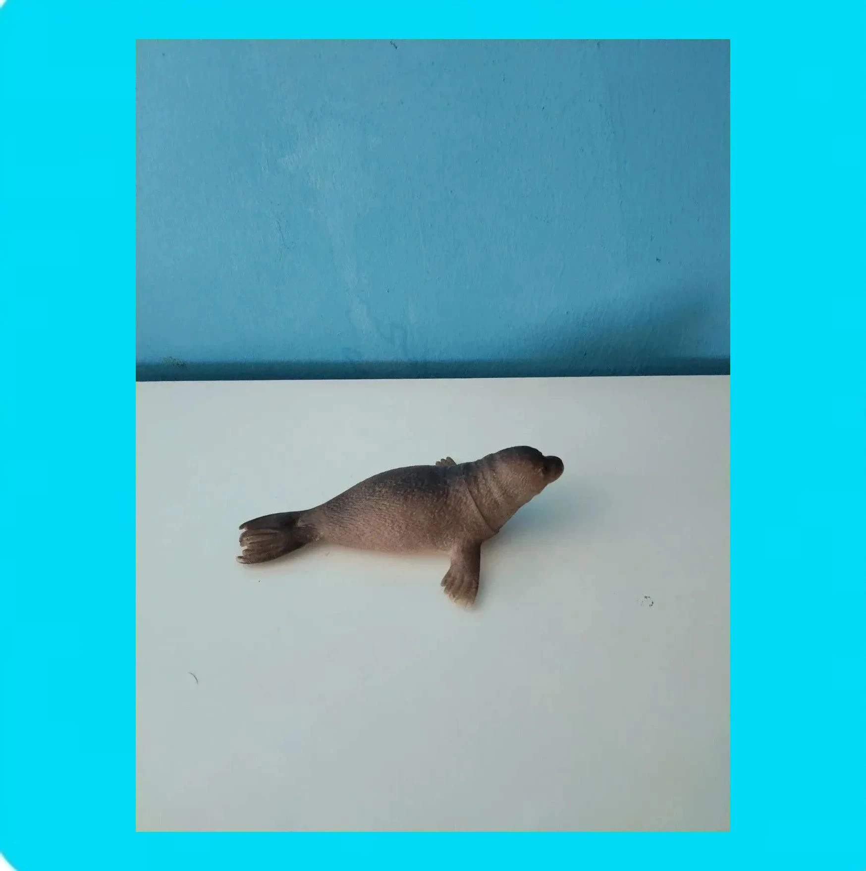 🩵 Figura Juguete Morsa 🩵 – taille Taille unique 4
