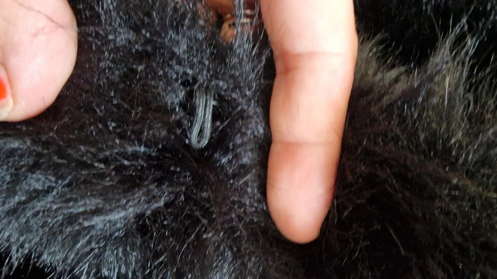 Abrigo Mango Negro Pelo Sintético · Black Faux Fur Coat · Manteau Fourrure · Cappotto Pelliccia – Mango – taille S / 36 / 8 5